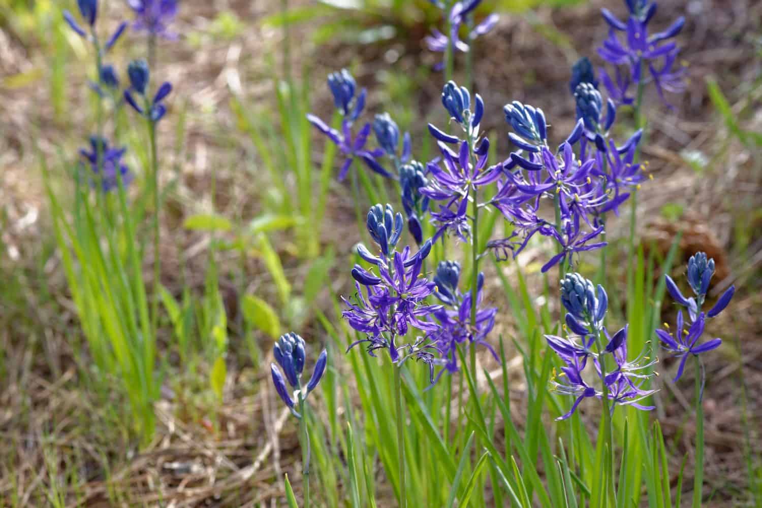 Camassia scilloides is a bulbous garden plant from USA