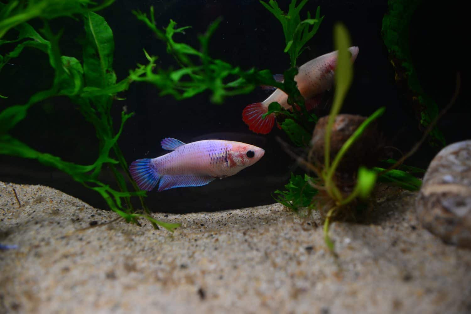 Beautiful colorful female betta fish in fresh water tank
