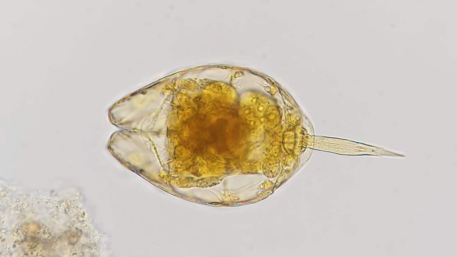 Freshwater rotifer genus Lecane. Preserved sample. Stained by Lugol's iodine. 400x magnification with selective focus