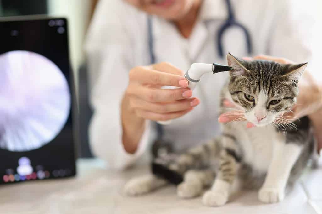 Examination of cat ear in veterinary clinic using an otoscope. Problems and ear pain in animals