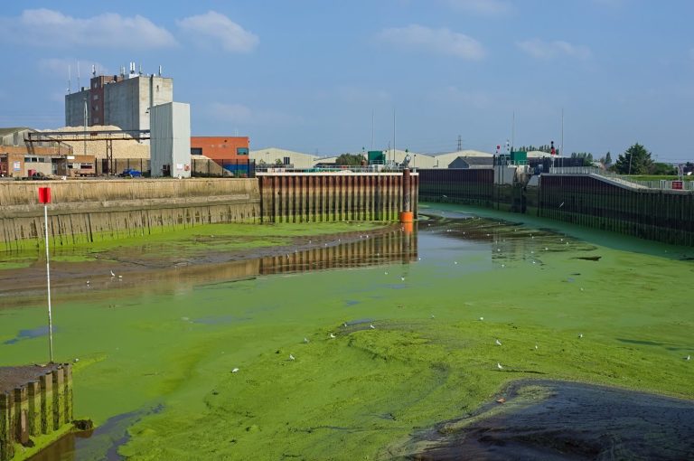 The river Haven in Boston is covered in green weed at low tide with the docks in the background