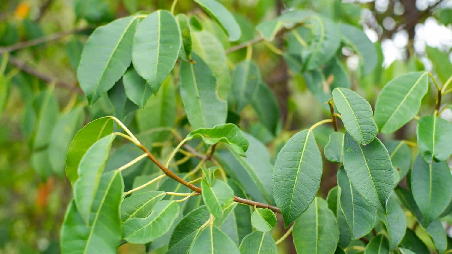 Excoecaria agallocha, a species of mangrove, belongs to the genus Excoecaria of the family Euphorbiaceae. This species has many common names, including blind eye mangrove, blind tree, blind blind tree