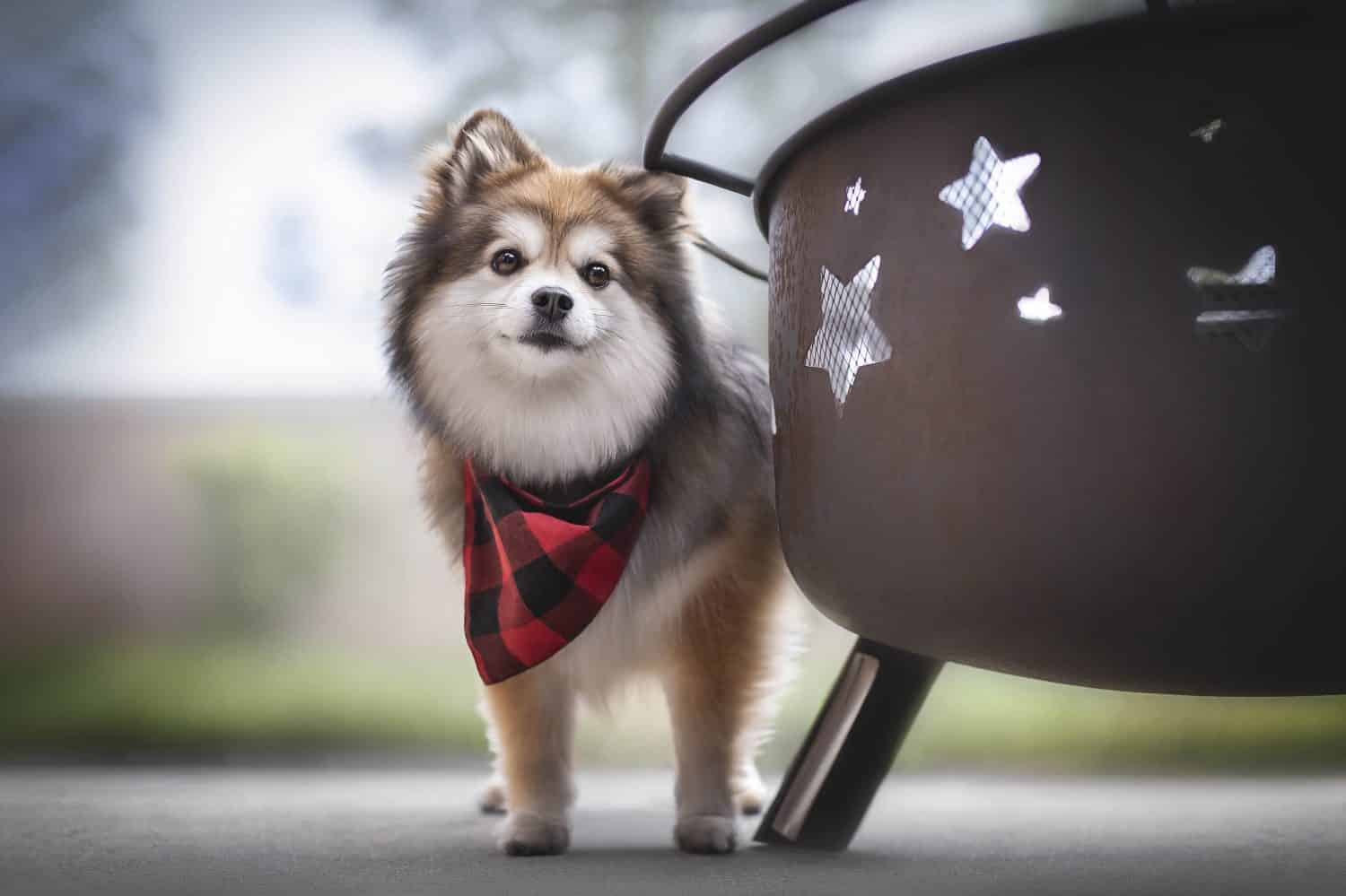 pomsky stands at the metal grill