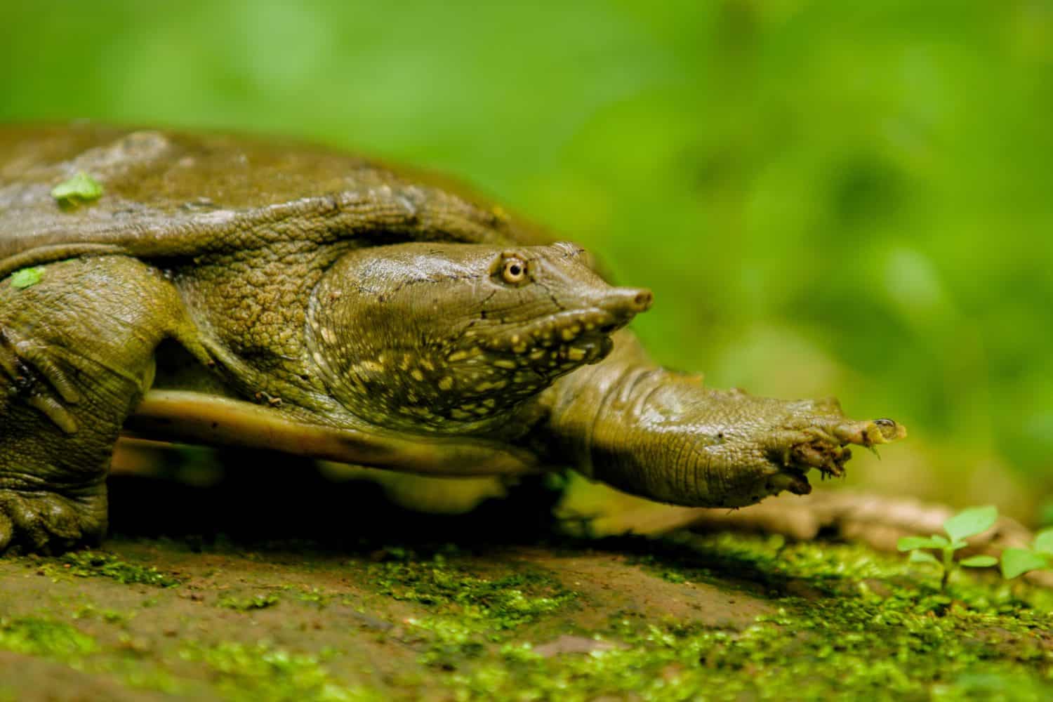 The Chinese softshell turtle (Pelodiscus sinensis)