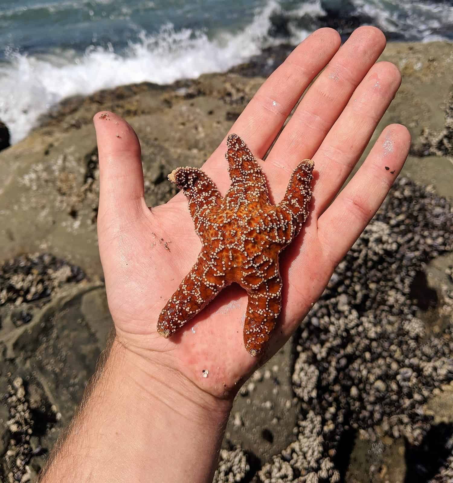 Holding a starfish on Rialto Beach in Olympic National Park, WA