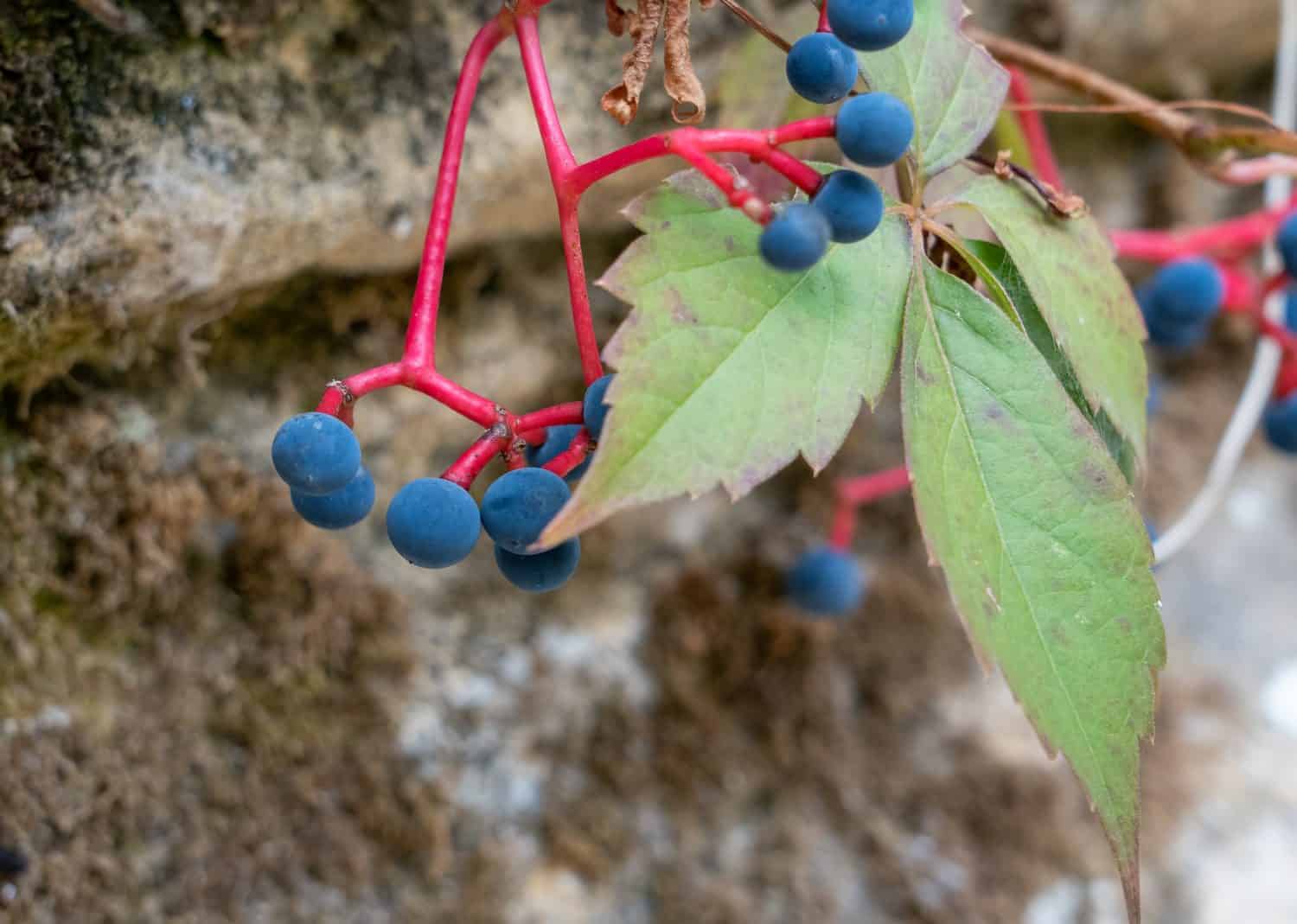 detailed close-up of summer berries on a virginia creeper vine (Parthenocissus quinquefolia)