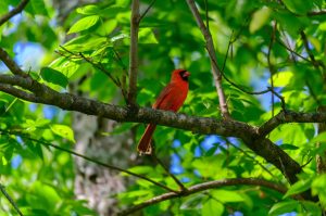 10 Birds That Spend Their Winters in Georgia Picture
