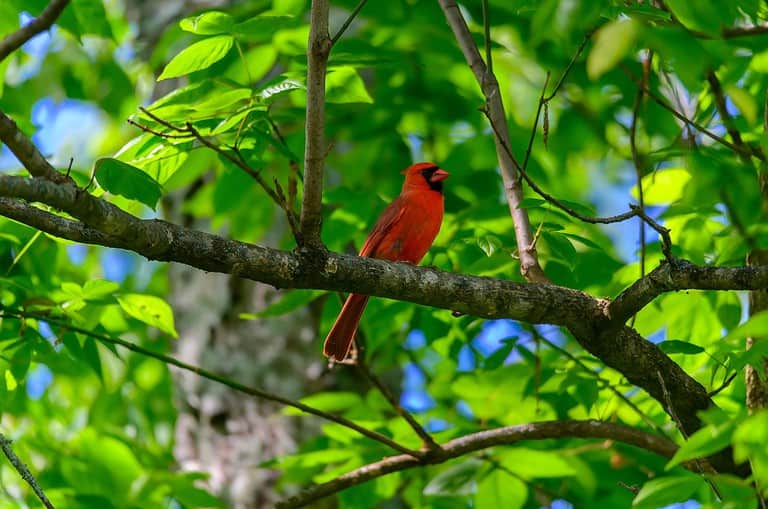 A northern cardinal perches in a tree at Chattahoochee Nature Center, in Roswell, Georgia.