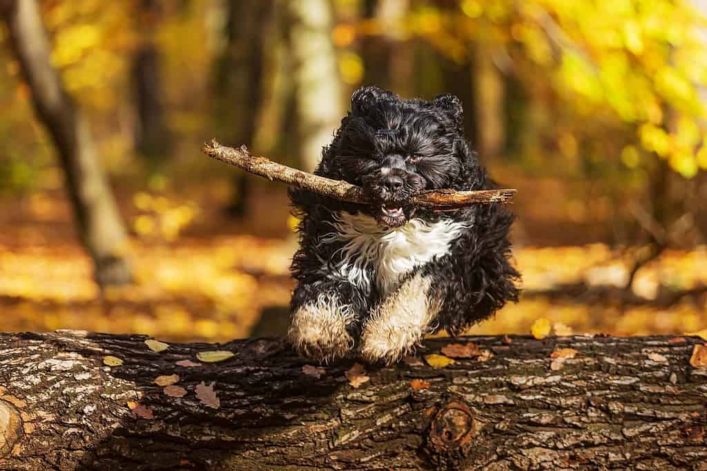 The Portuguese Water Dog jumping over a tree with a stick in his mouth