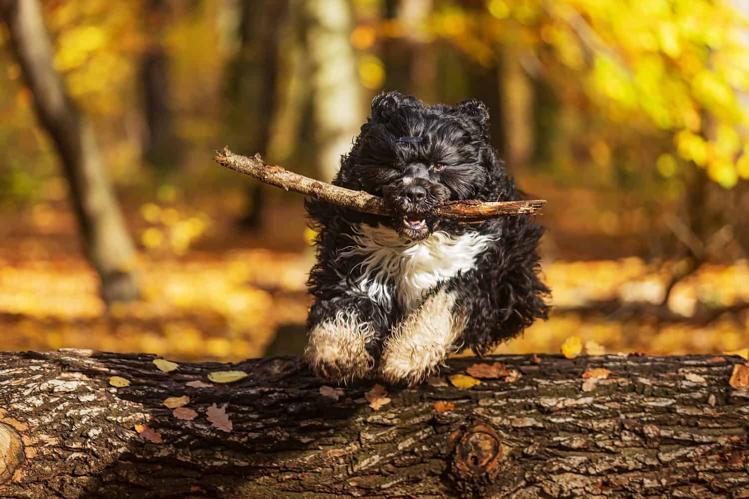The Portuguese Water Dog jumping over a tree with a stick in his mouth