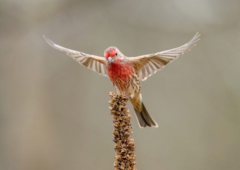 House finch lifting off from mullein with wings spread.