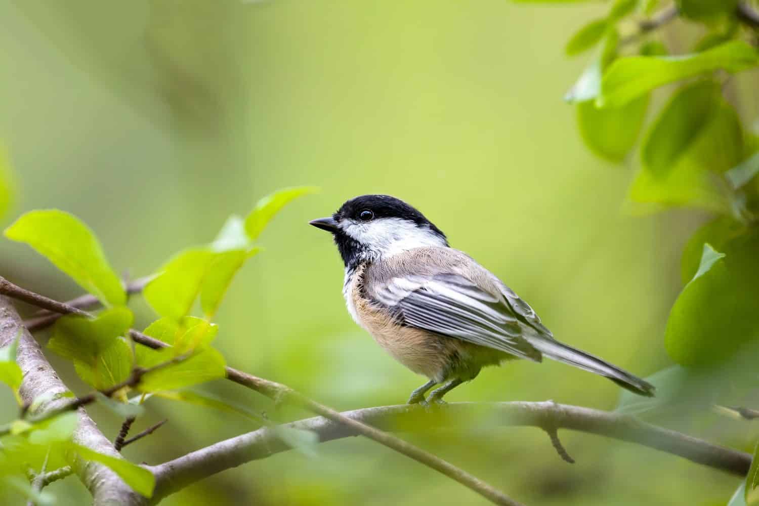A very close shot (selective focus) of a Black-capped Chickadee in its habitat