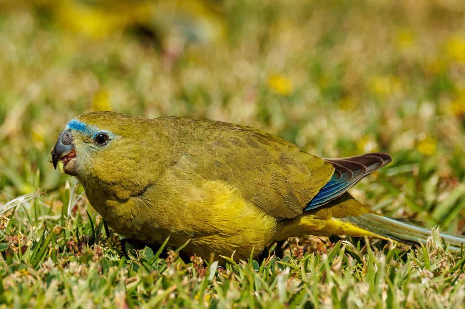 Rock Parrot in Western Australia