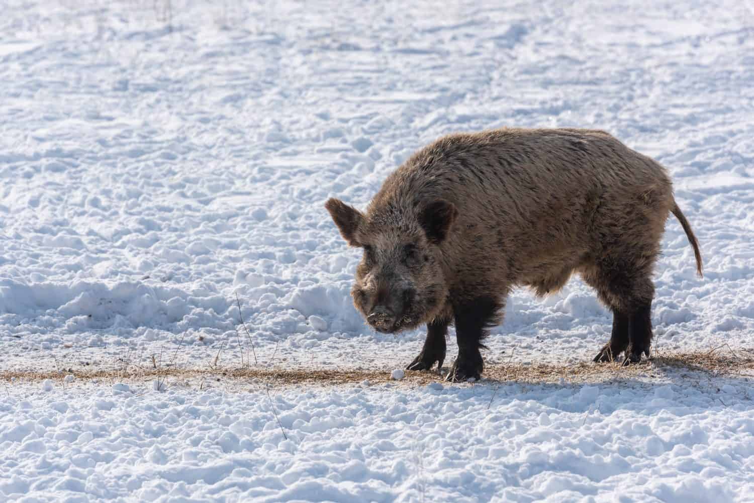 Giant wild boar on a winter day