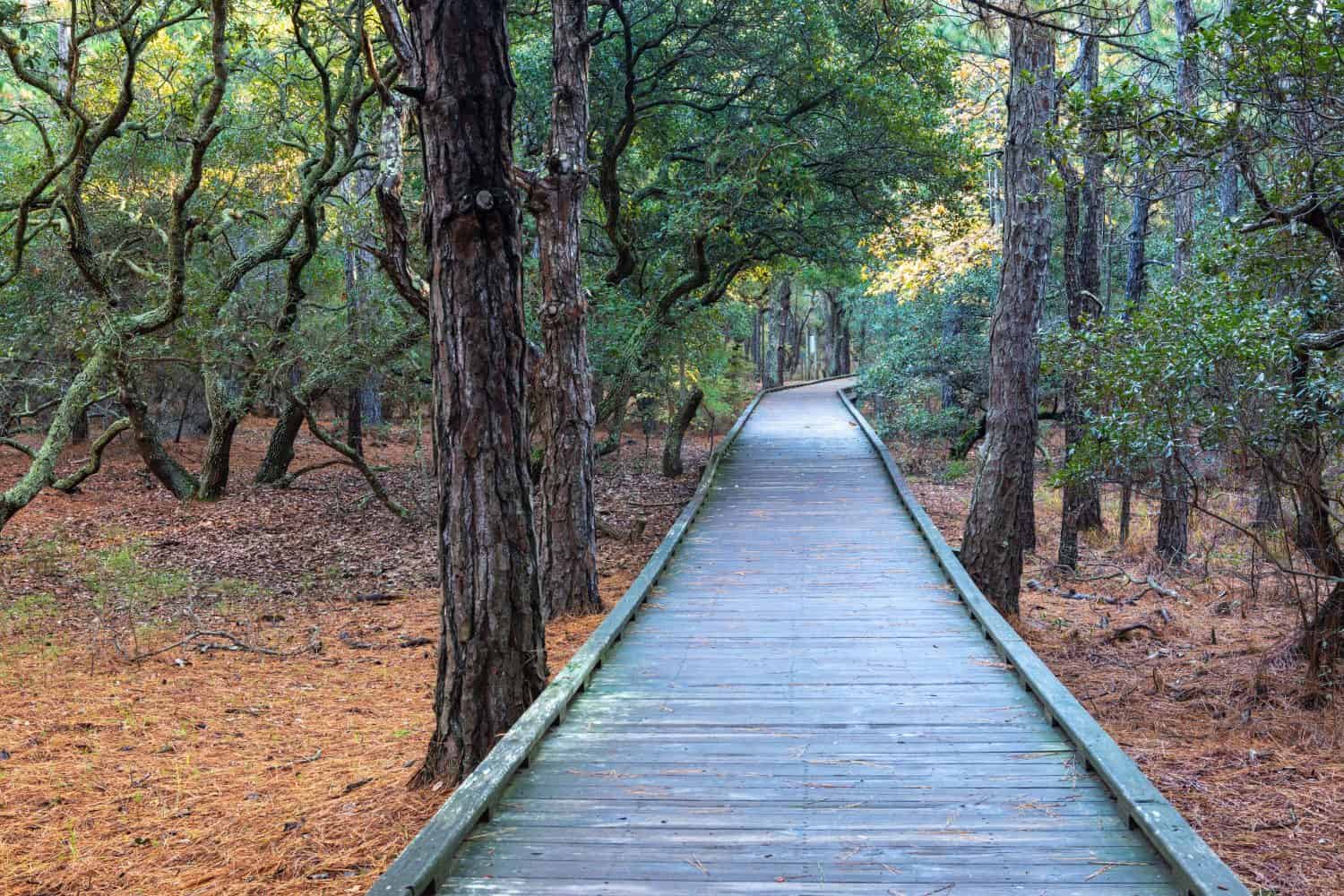 The maritime forest and boardwalk through the Currituck Banks National Estuarine Research Preserve in the Outer Banks of North Carolina.