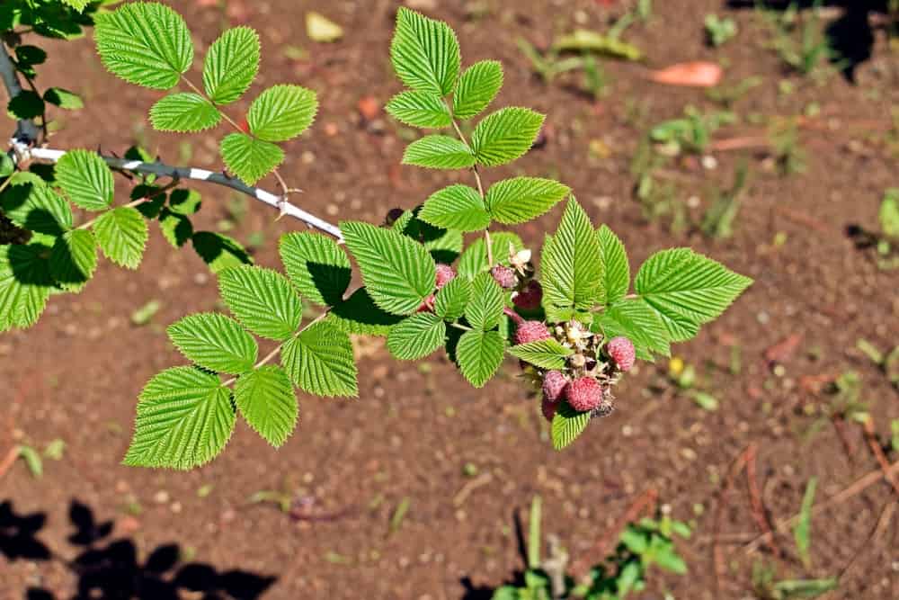 Mysore raspberry, Ceylon raspberry or hill raspberry (Rubus niveus) fruits on orchard
