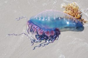 Portuguese Man o'War on Fort Myers Beach, Florida
