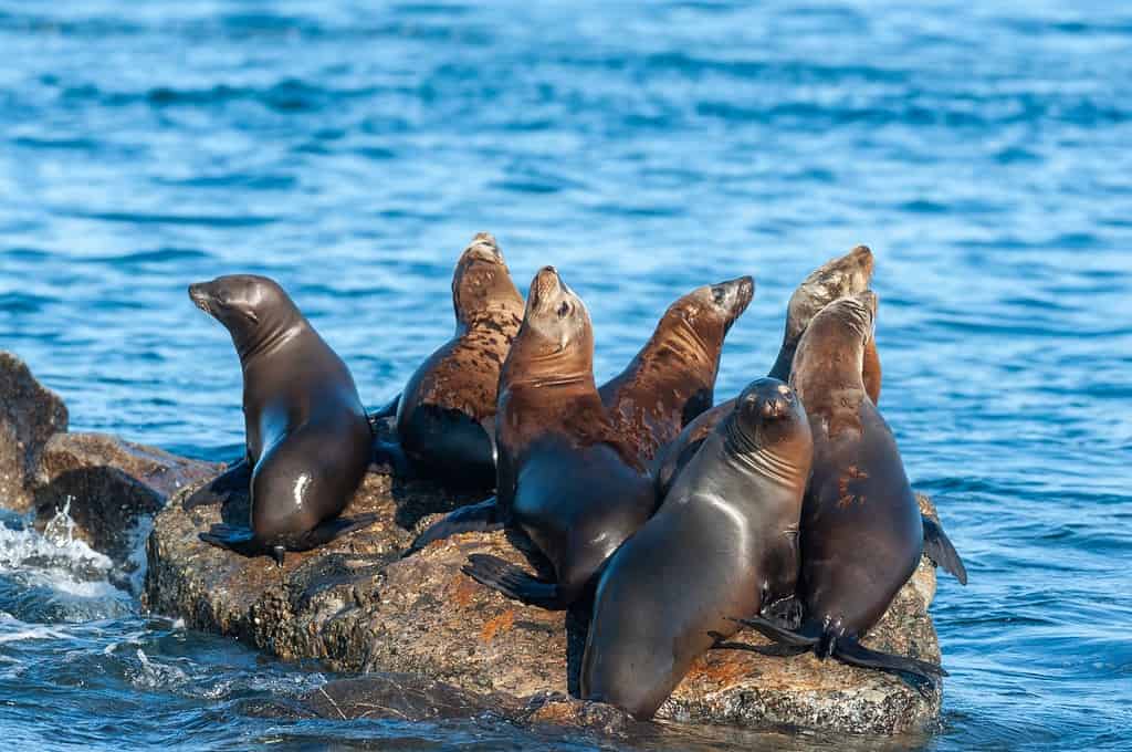 A group of sea lions resting on a rock near Monterey bay, California, on a sunny winter afternoon.