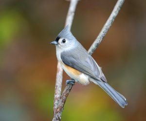 Discover the Mississippi Flyway, The Super Highway, and the Most Significant Bird Route In America Picture