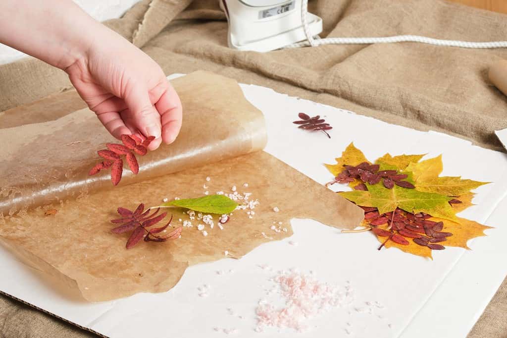 the process of covering the leaves with paraffin using wax paper, the woman prepares the leaves for waxing, save the sheet for floristry and creativity