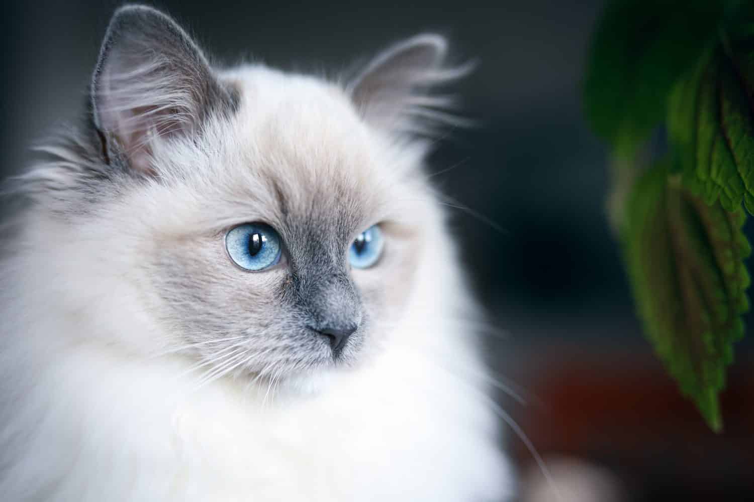 Cute blue mitted ragdoll cat with long fur and blue dominant eyes .