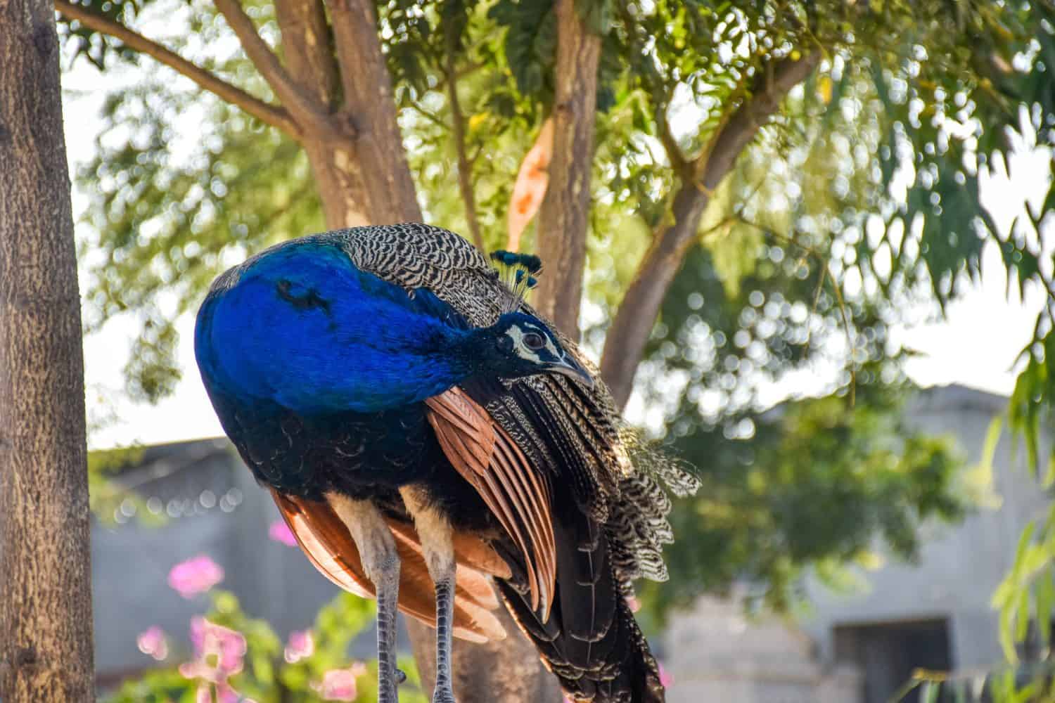 beautiful peacock Click Thar Tharparkar