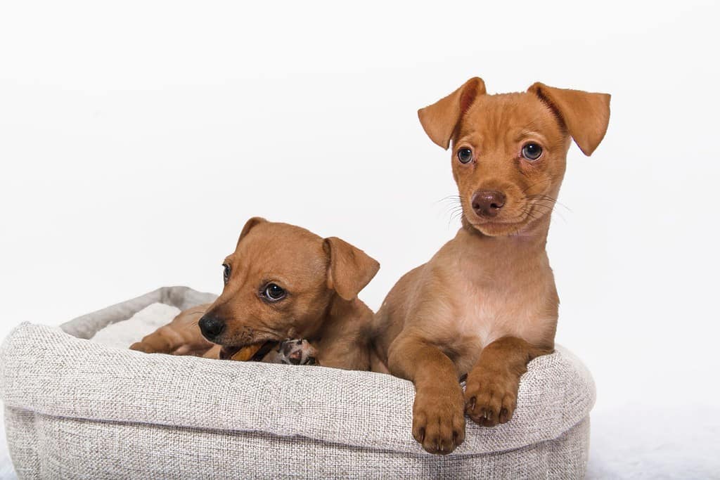 Two Brown Red Chihuahua Dachshund Chiweenie Puppies Young Looking Posing in Dog Bed Playing in Studio Portrait Isolated on White Background Cut Out