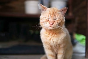 10 Illnesses You Can Get From Your Cat Picture