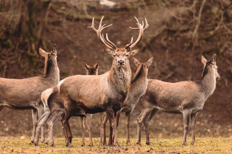 Stag portrait who sits regally in his natural habitat. Stag or deer could really have a full set of antlers. Hunter in the woods, hunt for deer or other stags