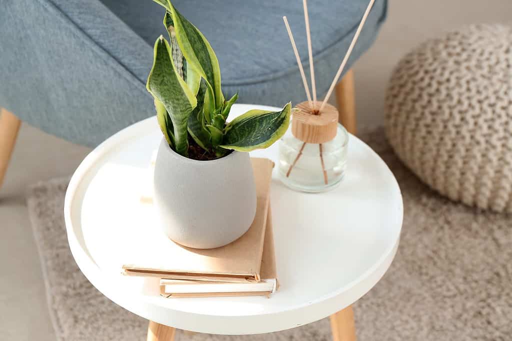 Snake plant with books and reed diffuser on table in living room, closeup