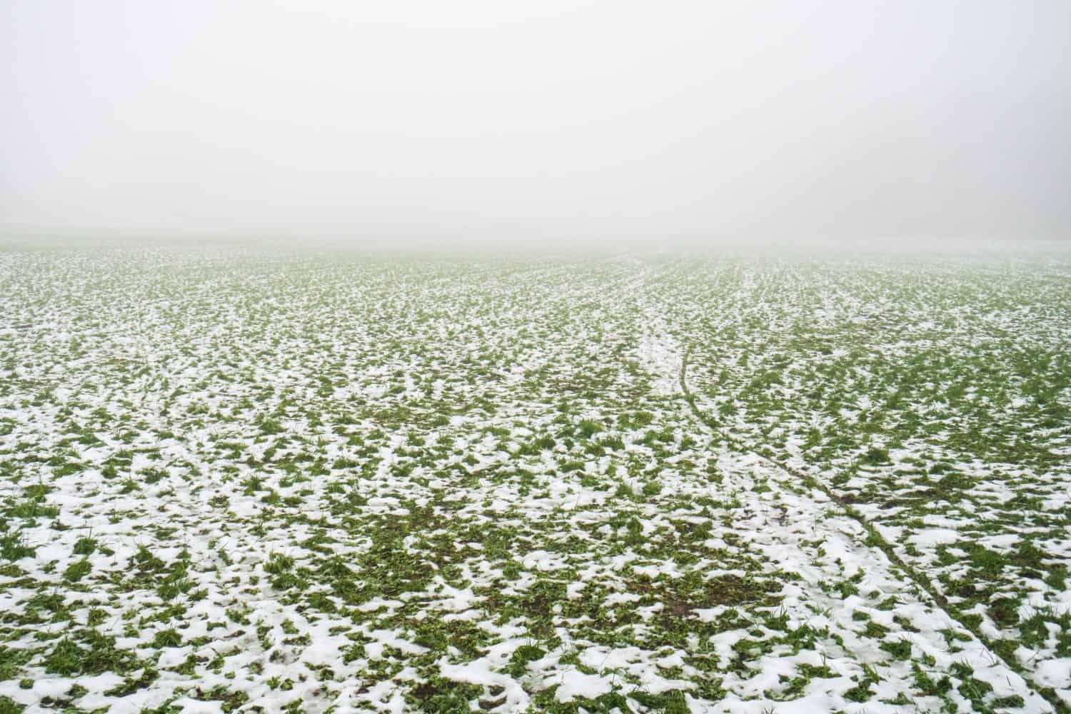 Melting snow and green grass on an agricultural field in Europe. Wide angle view, no people