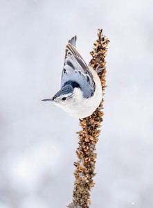 10 Birds That Spend Their Winters in Minnesota Picture