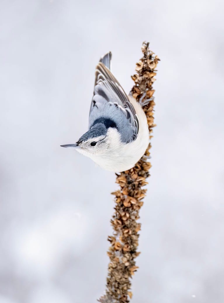White breasted nuthatch clinging to a mullein in winter.
