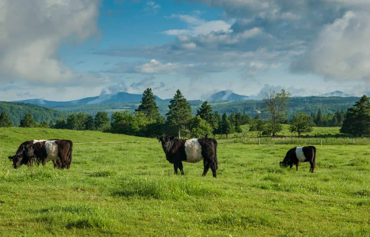 Early morning scene of Belted Galloway (belties) cows grazing on rolling hills in Lyndonville, Vermont with green mountain view.