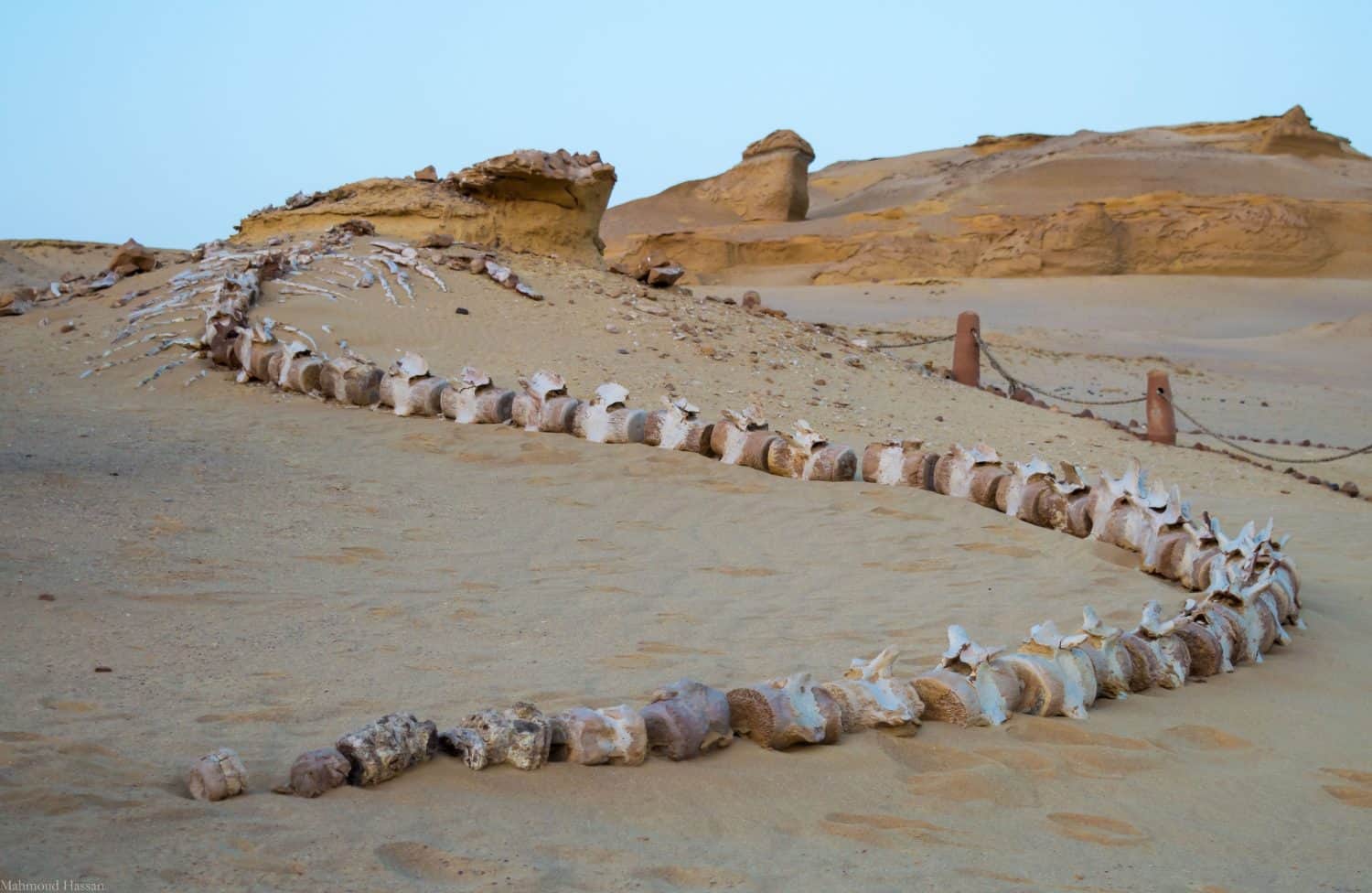 Fossil skeleton in Wadi Elhitan paleontological UNESCO World Heritage Site, Faiyum, Egypt.