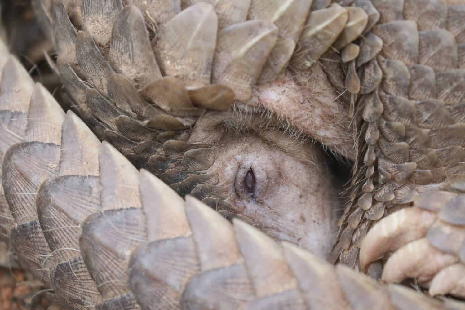 a pangolin with many activities in the forest plus walking and rolling to protect himself