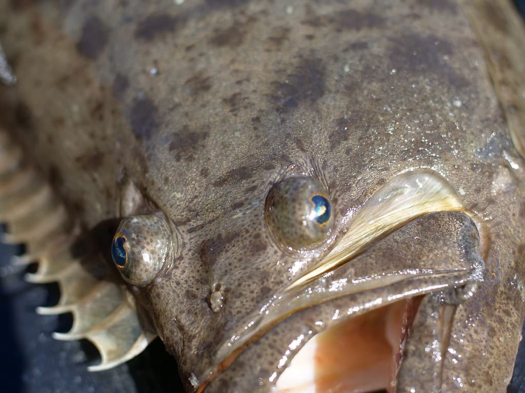 Asymmetric eyes of a California Halibut