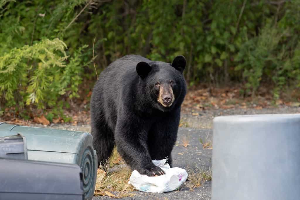 NJ Black Bear by Garbage Cans