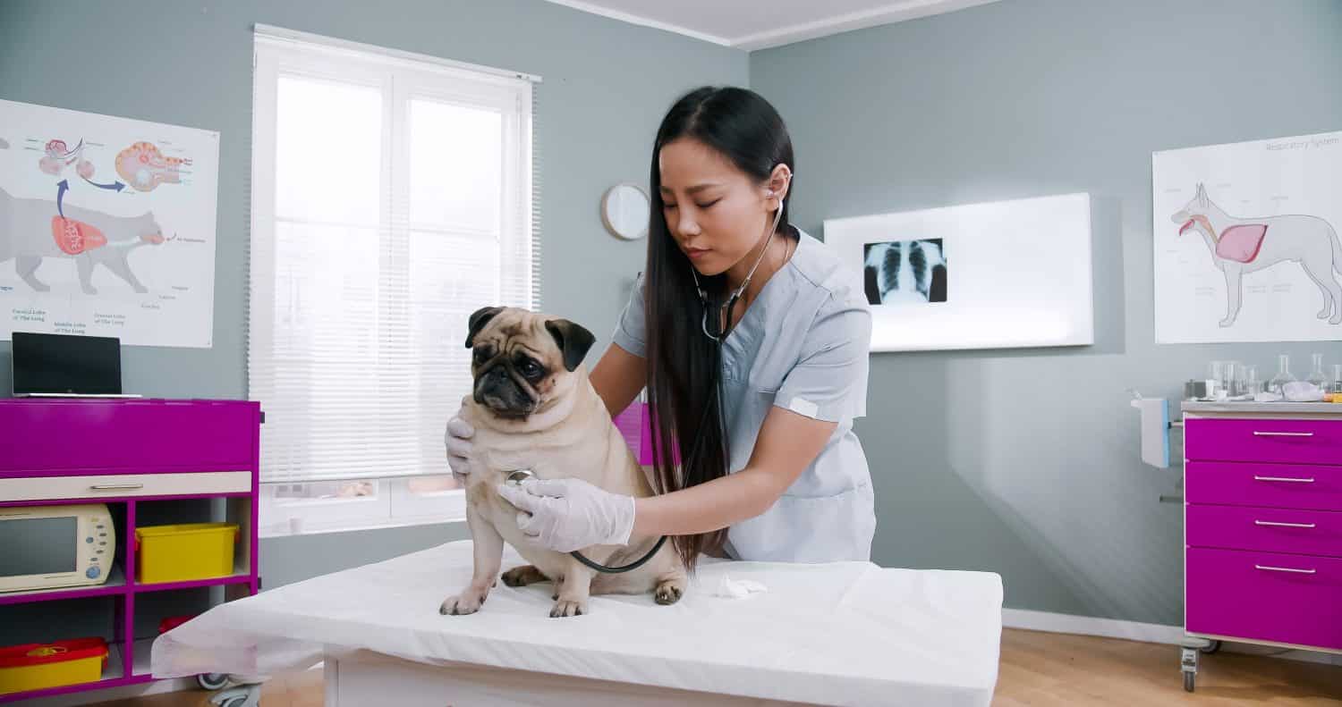 Asian female veterinarian checking dog with stethoscope. Vet doctor stroking pet. Careful woman working in hospital in medical suit. Concept of pets care, veterinary, healthy animals