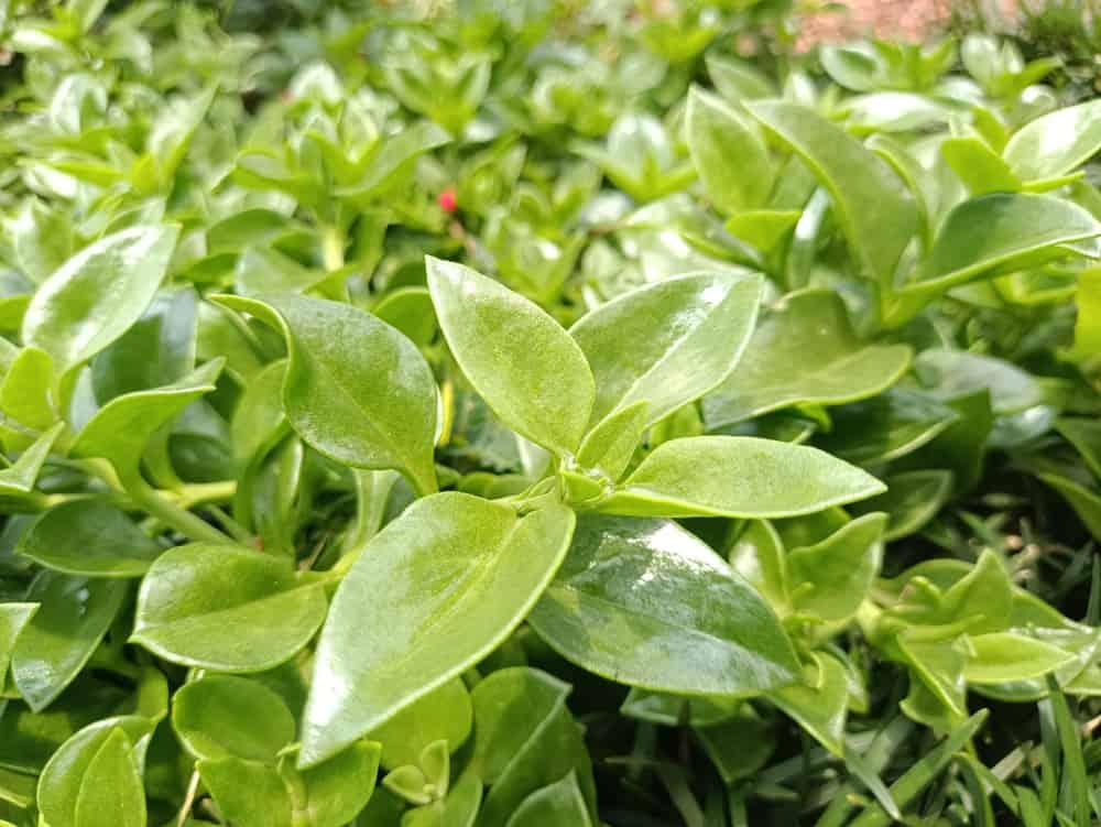 Peperomia glabella: the reliable "wax Privet Peperomia" with many-branched nodding stems studded by the bright glossy fleshy foliage. Easy old favorite forming a cheerfully bright rumpled carpet