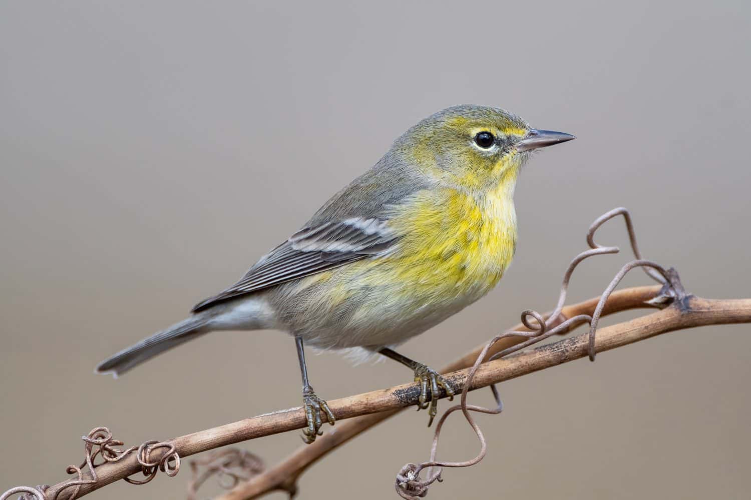 Pine Warbler Perched on Vine in Louisiana Winter