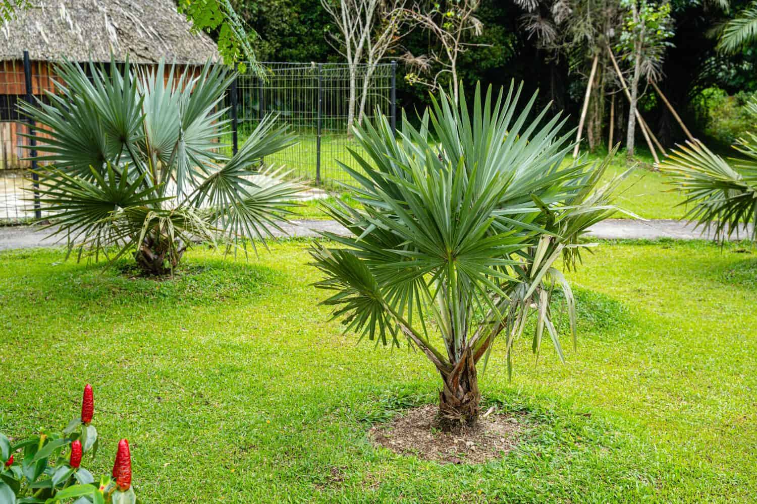 Brahea armata, commonly known as Mexican blue palm or blue hesper palm, is a large evergreen tree of the palm family Arecaceae.