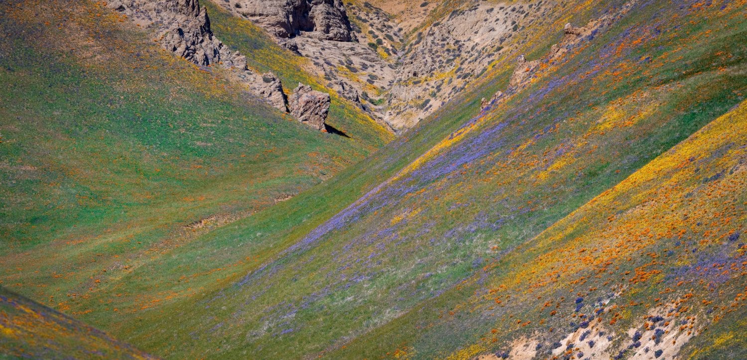 Slope of Gorman hills with colorful spring bloom in California.