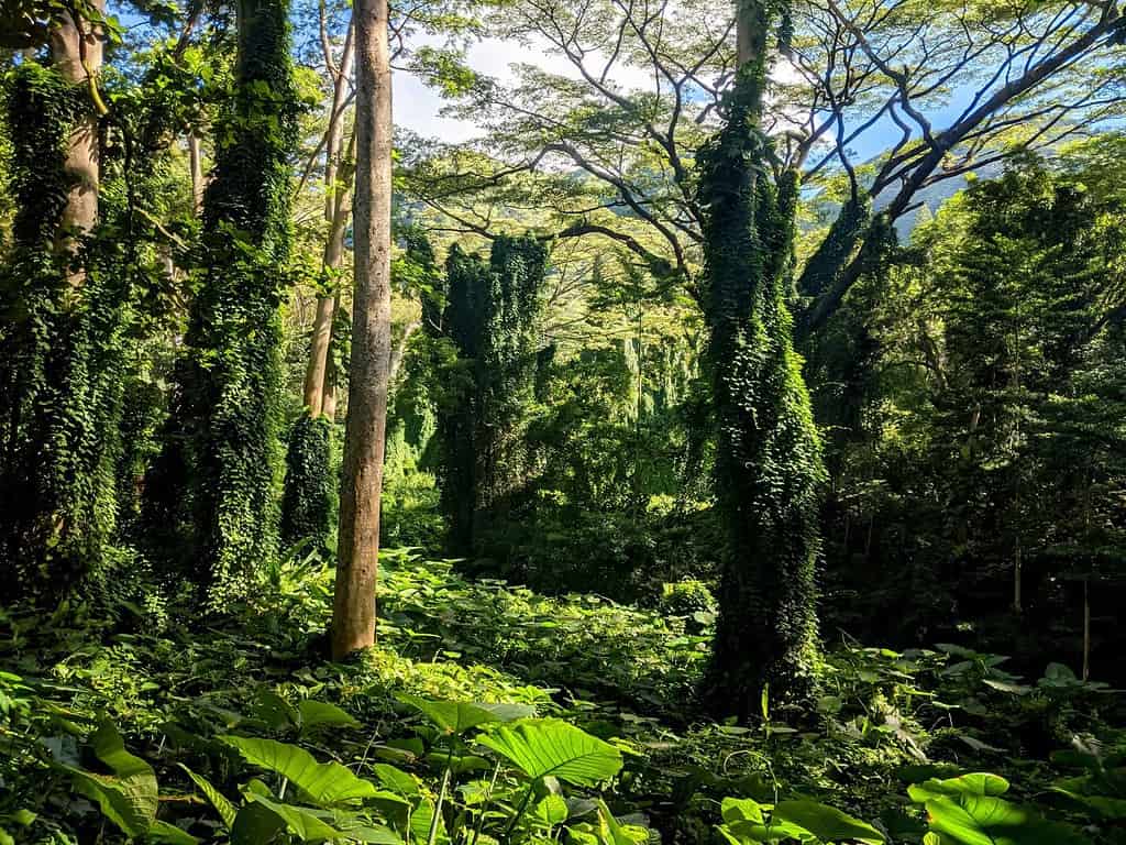 Entrance to the jungle, Manoa falls Oahu