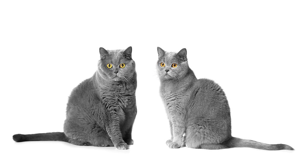 Two British Shorthair cats of blue color male and female sit on a white background together and look attentively into the camera with large orange eyes. Pedigree cats Scottish and British on isolation