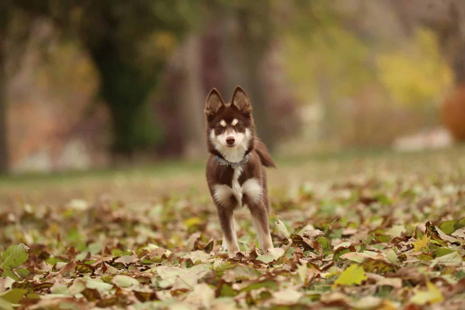 Puppy Pomsky standing in fall leaves
