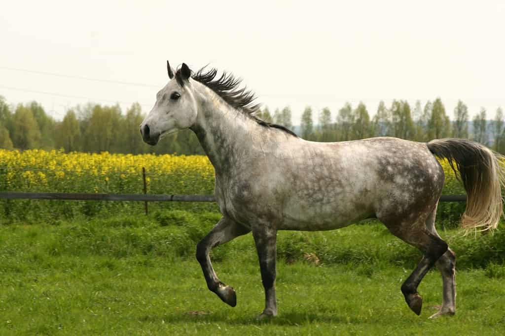 Gray westphalian horse trotting on meadow