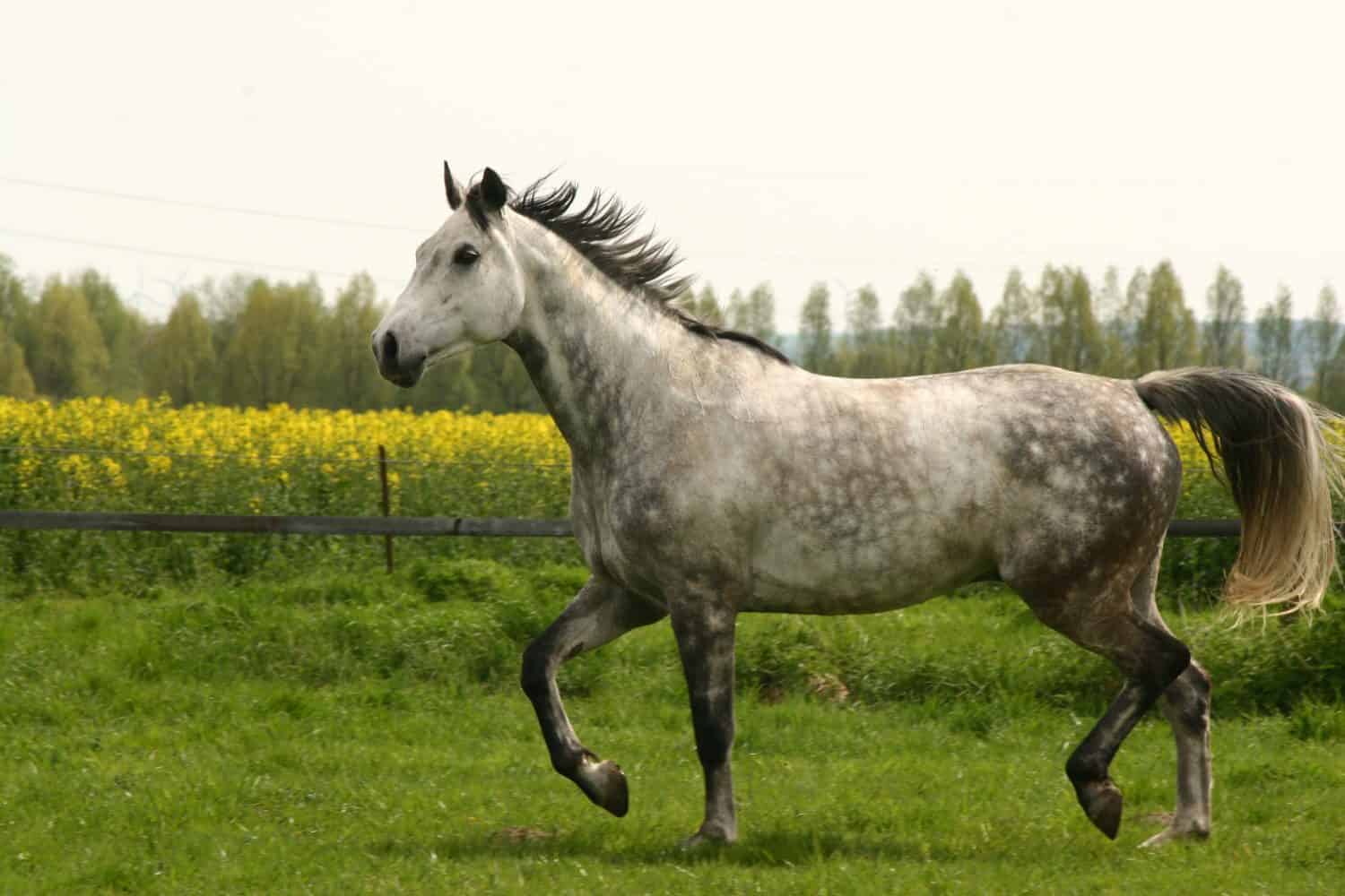 Gray westphalian horse trotting on meadow
