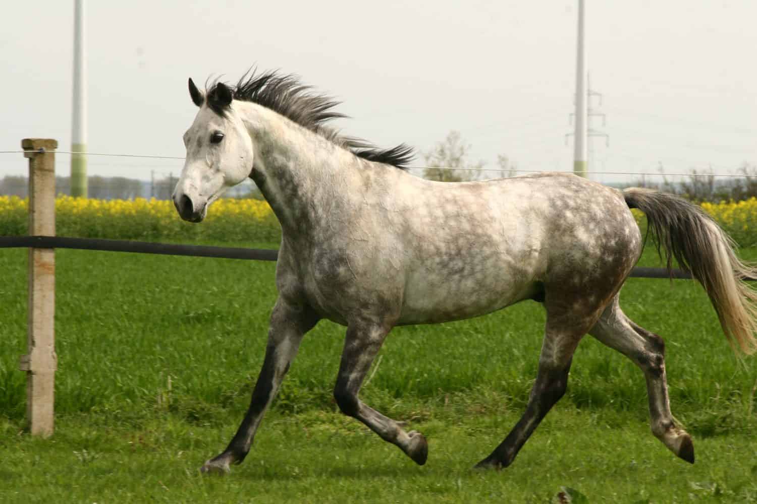 Gray westphalian horse trotting on meadow