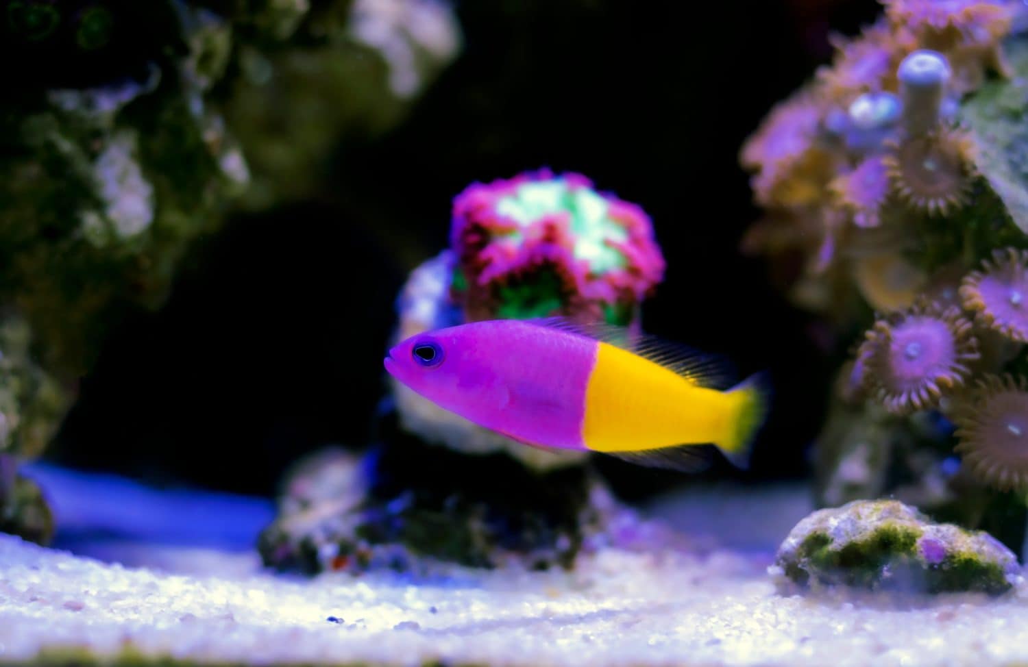 The royal dottyback - (Pictichromis paccagnellorum)